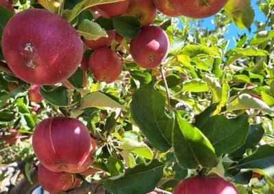San Diego Orchard Apples 1